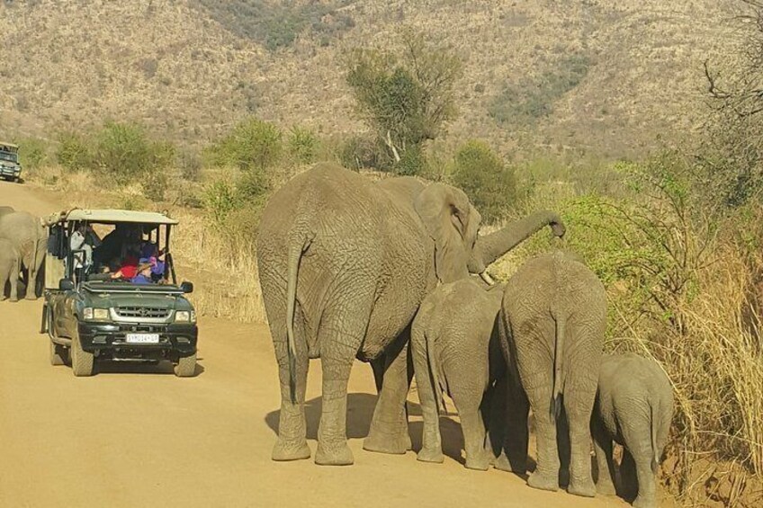 A safari vehicle with passengers, an adult elephant, and two baby elephants on a dirt road. 2