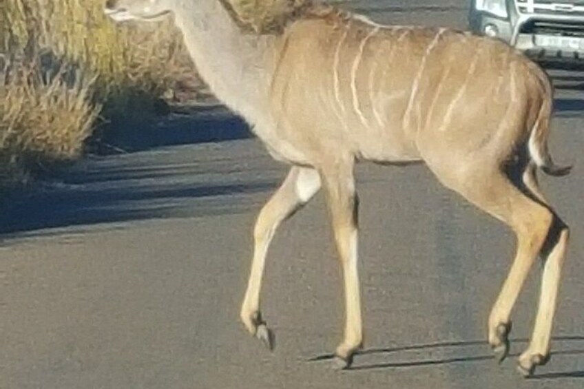 A deer walking on a road. 4