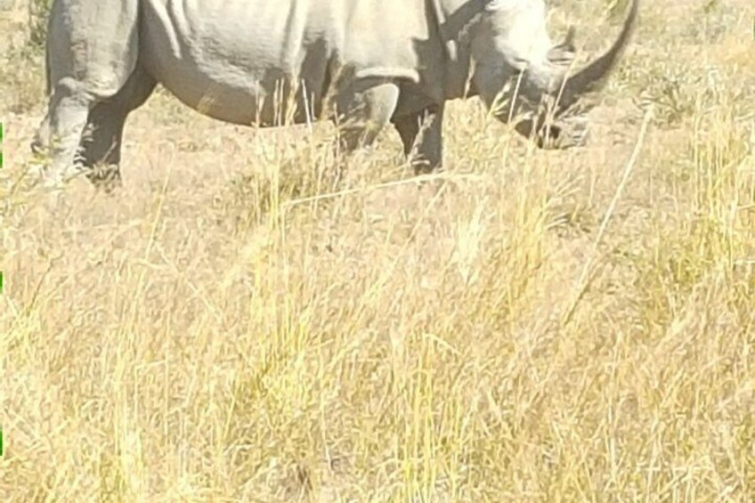 A rhinoceros in a dry grassland. 2