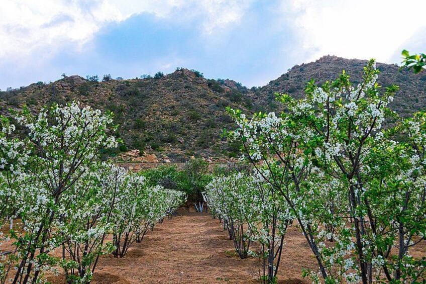 A vineyard with rows of flowering trees. 2