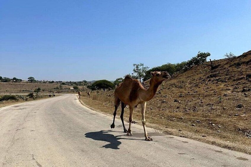 Un chameau sur une route, avec un paysage vallonné en arrière-plan. 4