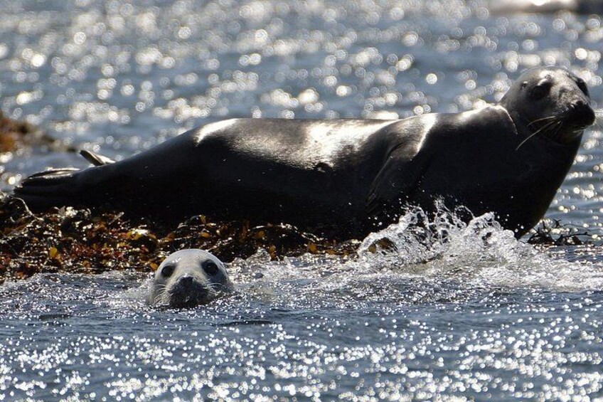 Een zeehond ligt op zijn zij in het water, met spetters eromheen. 3