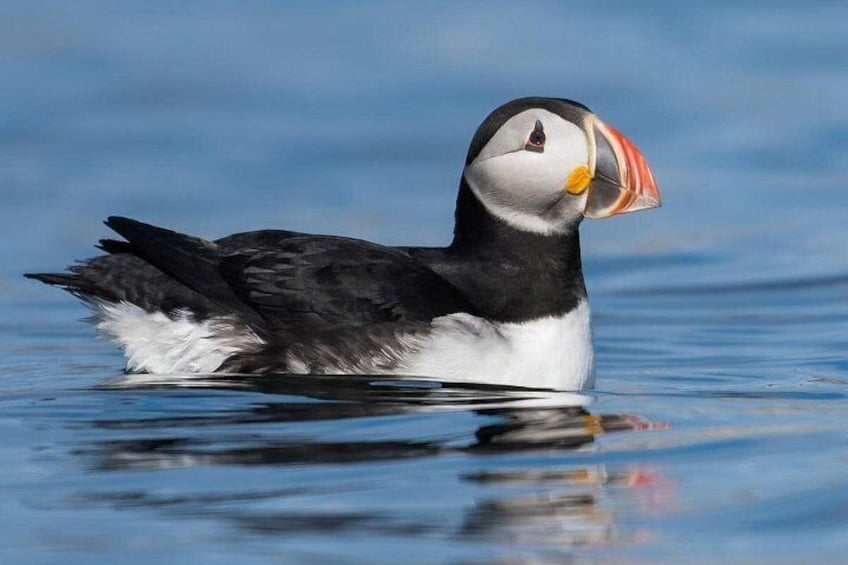 Anglesey Wildlife Boat Trips to Puffin Island 2
