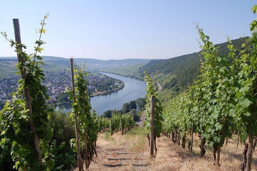 Un vignoble avec des rangées de vignes, une rivière et une ville en arrière-plan. 2