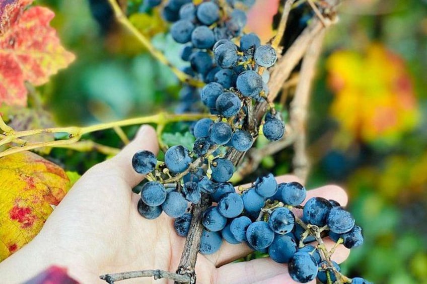 A person holding a bunch of grapes with a blurred background of foliage. 3