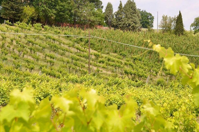 A vineyard with rows of grapevines and trees in the background. 4