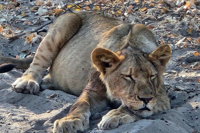 Chobe Sunrise Leopard and Lion Safari Tracking 2