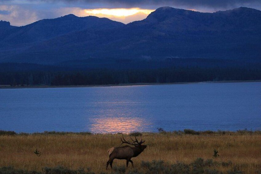 A lake with mountains in the background and an elk in the foreground. 1