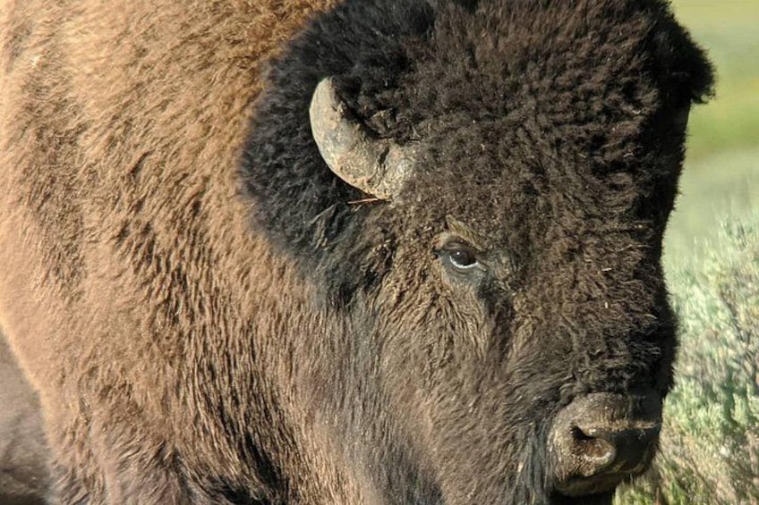 A bison with a dark brown coat and a prominent horn. 5