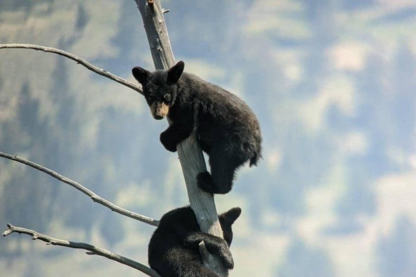 A bear climbing a tree branch. 3