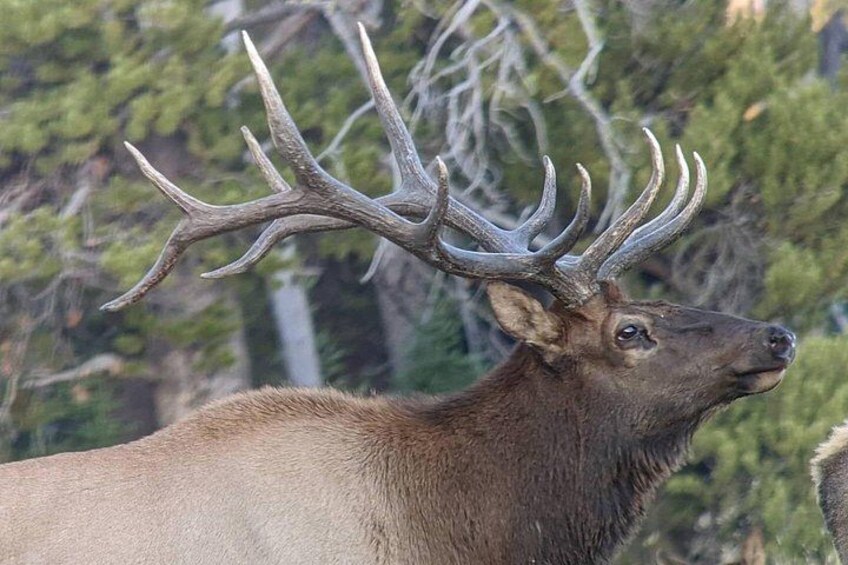A large elk with prominent antlers standing in a forest. 4