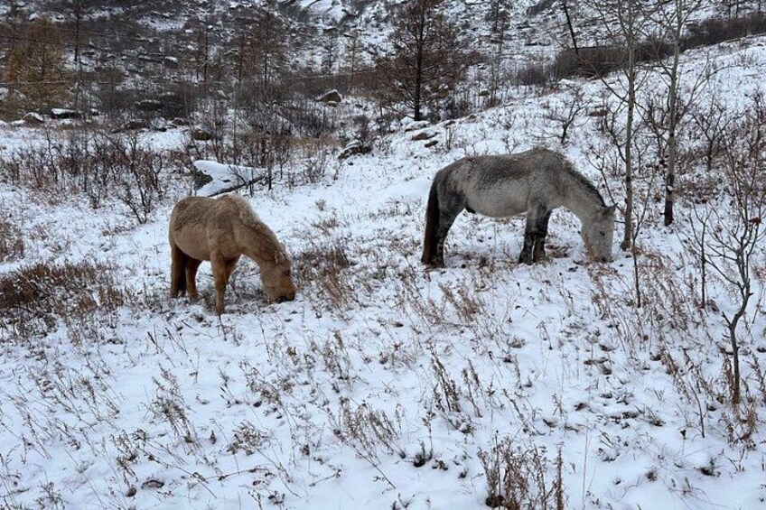 Two horses grazing in a snowy field with sparse vegetation and a mountainous backdrop. 3