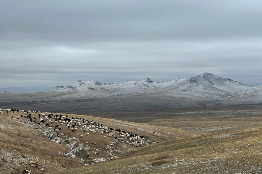 A herd of sheep on a hillside with a mountainous backdrop. 5