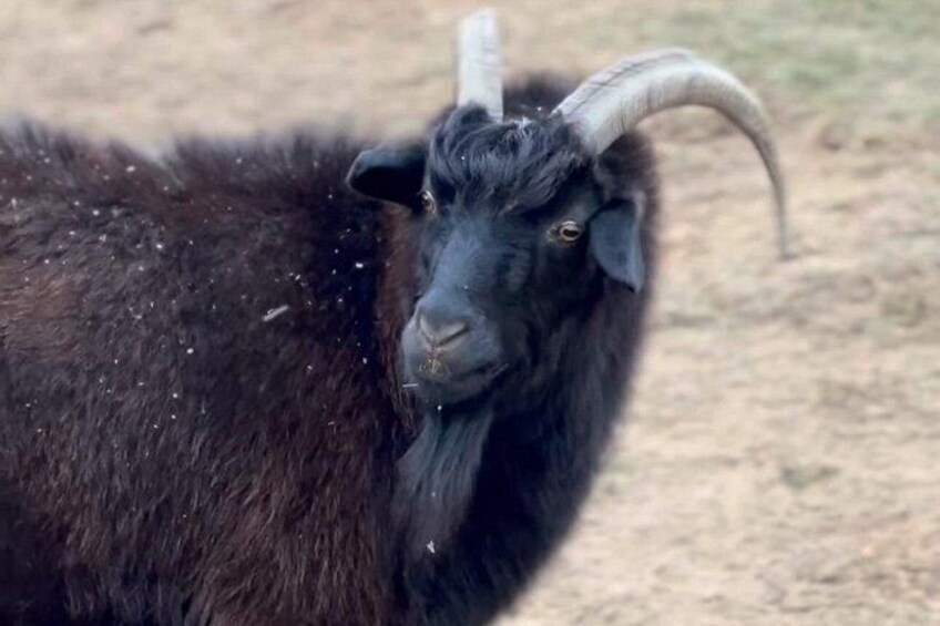 A black goat with curved horns. 4