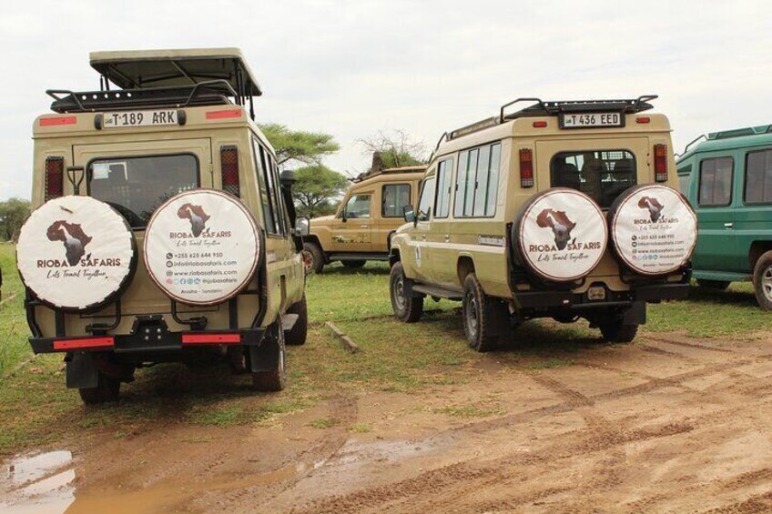 Two safari vehicles with 'RIOBA SAFARIS' branding on the back. 3