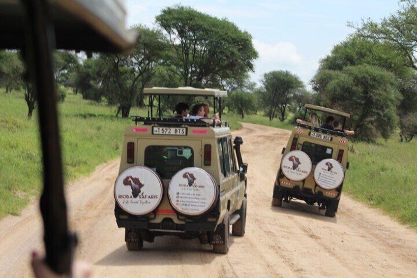 Two safari vehicles on a dirt road with trees in the background. 1