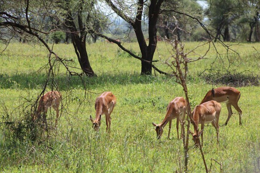 A grassy field with several deer grazing. 5