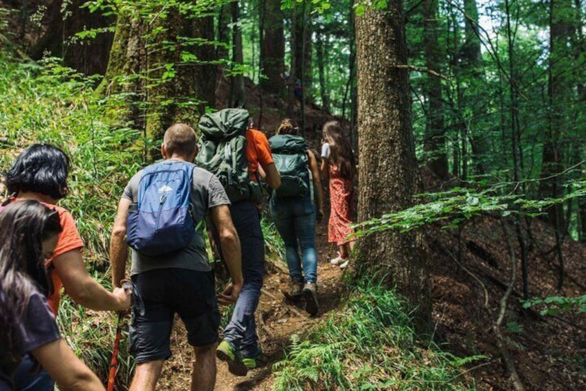 Hikers on a forest trail with backpacks, surrounded by trees and underbrush. 1
