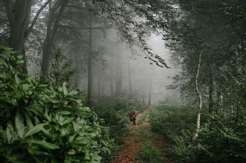 A forest path with dense foliage and trees. 3