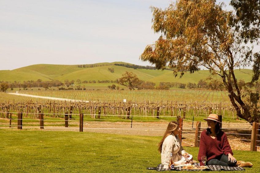 A vineyard with rows of grapevines, a picnic area with people, and rolling hills in the background. 5