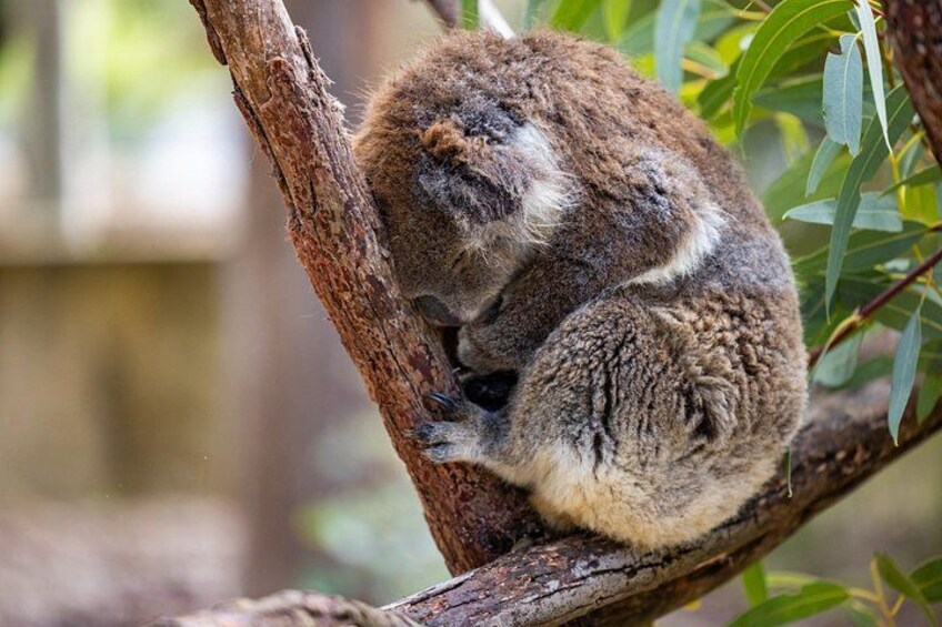 A koala resting on a tree branch. 3