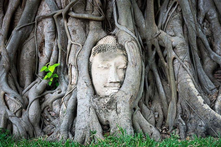 En Buddha-staty, delvis täckt av trädets rötter. 3