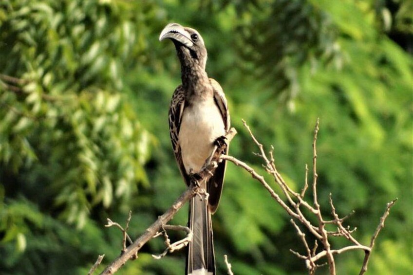 Un pájaro posado en una rama sobre un fondo de hojas verdes. 1