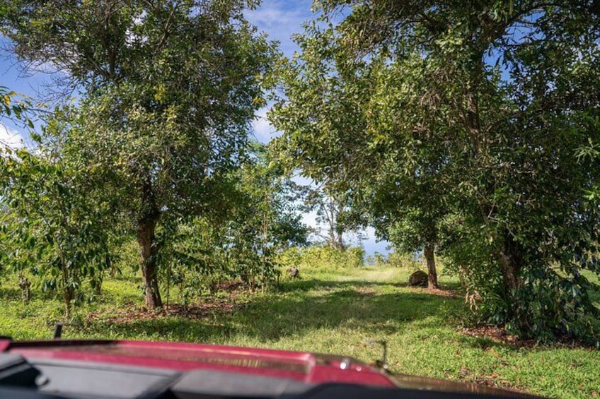 ATV Tour to Buddha Cup Coffee Farm 3