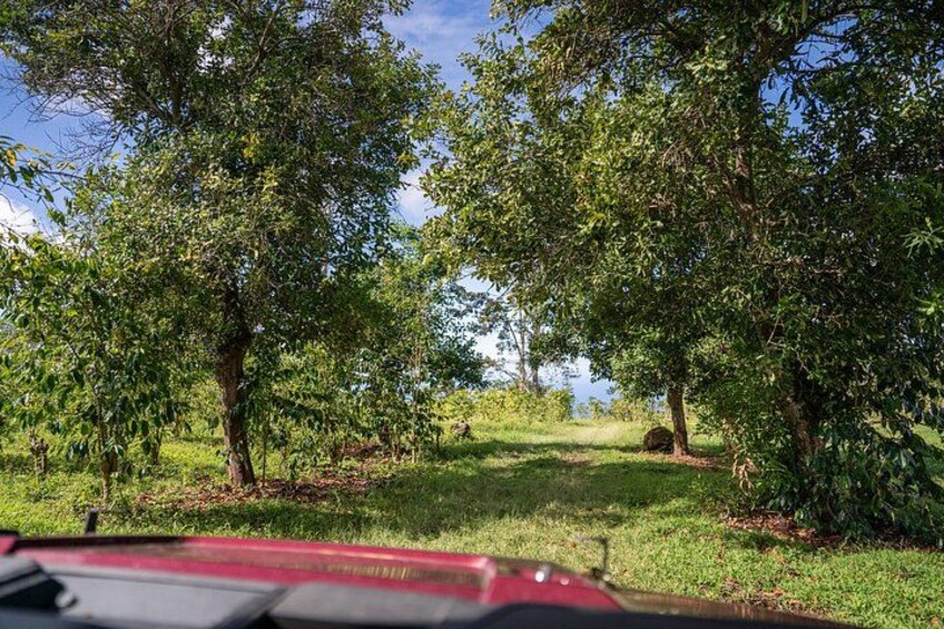 ATV Tour to Buddha Cup Coffee Farm 4