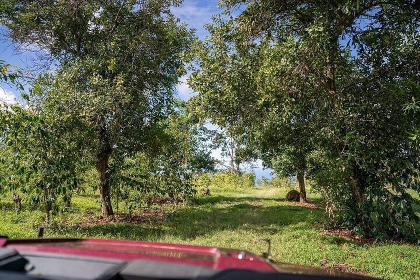ATV Tour to Buddha Cup Coffee Farm 3