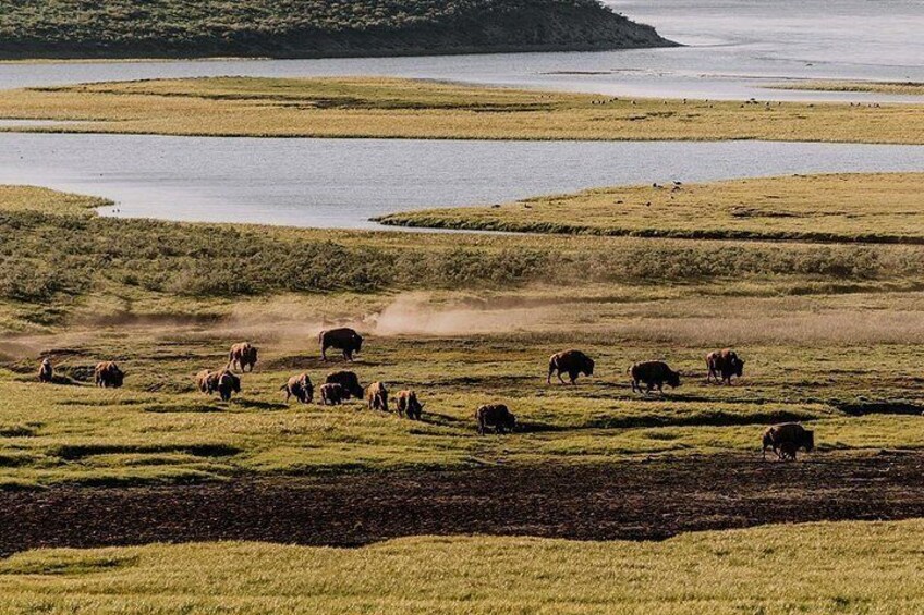 Yellowstone Grand Loop Ultimate Self-Guided Driving Tour 2
