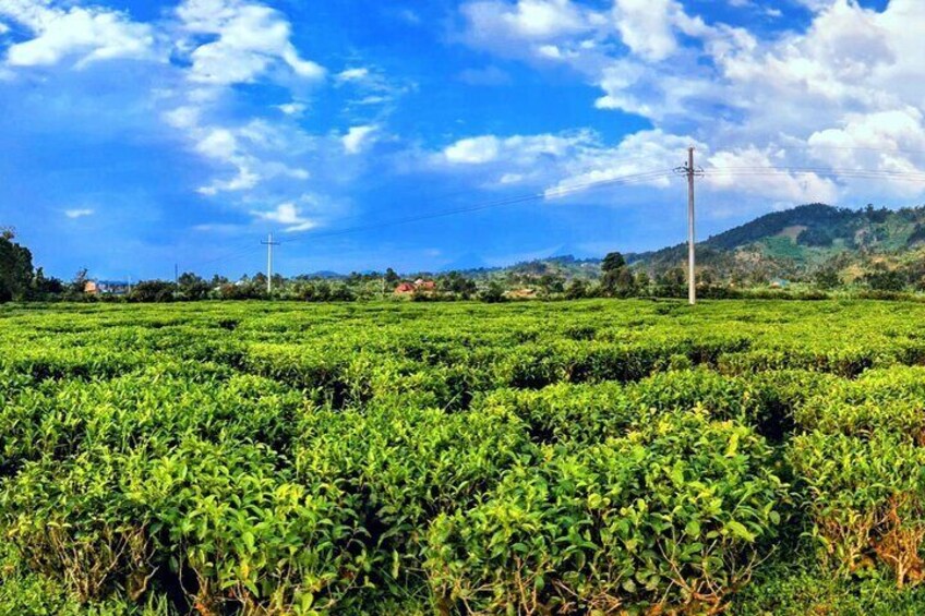 Tea Plantation 5