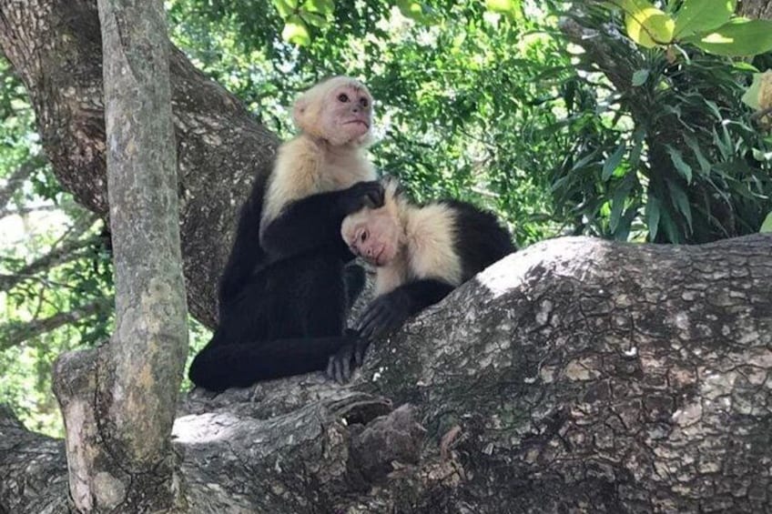 Two monkeys on a tree branch in a forested area. 4