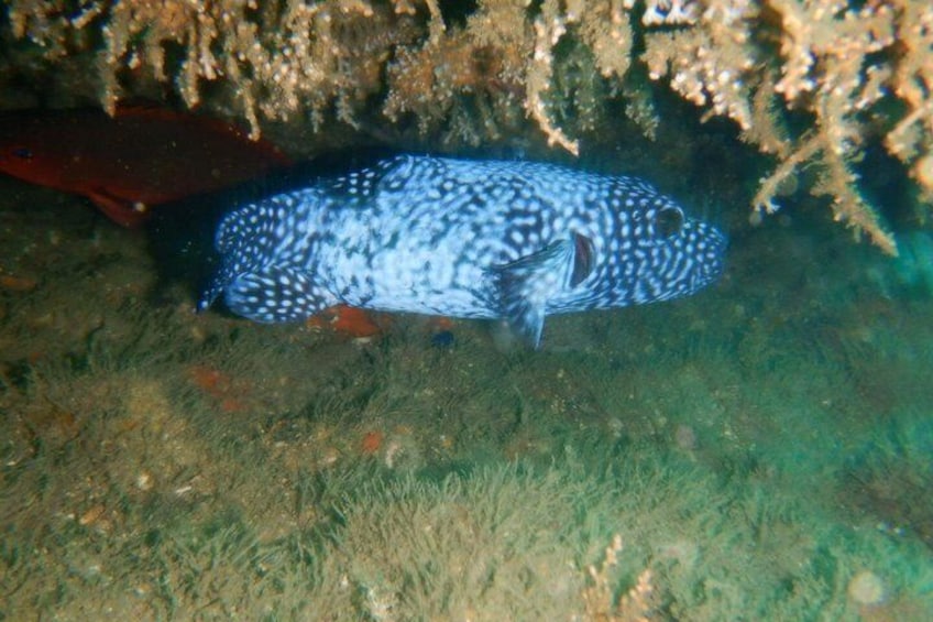 A fish with blue and white spots swimming near a coral reef. 2