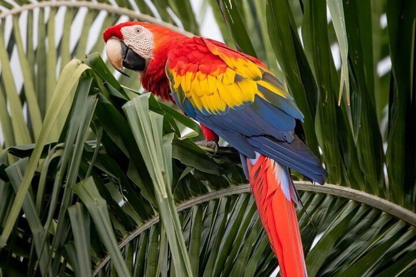 A red and blue macaw perched on a palm tree. 3