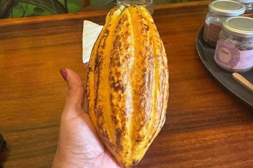 A hand holding a roasted cocoa pod. 4