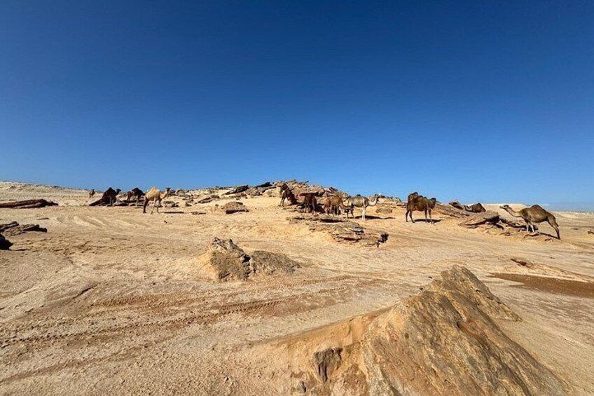 A desert landscape with camels scattered across the terrain. 4