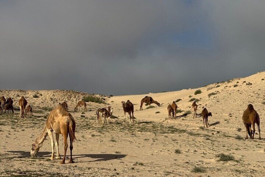 A herd of camels grazing in a desert landscape. 5