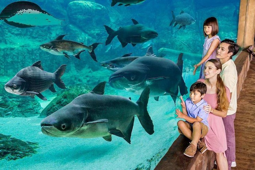 Et akvarium med forskellige fisk og hajer, herunder en stor haj i forgrunden. 2