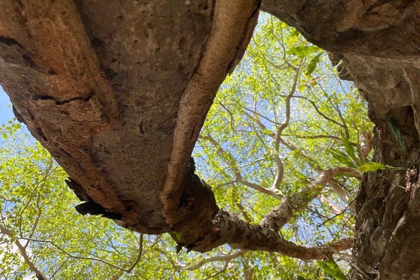 Explore Uxmal, 2 Magic Cenotes and Mayan Gastronomy 4