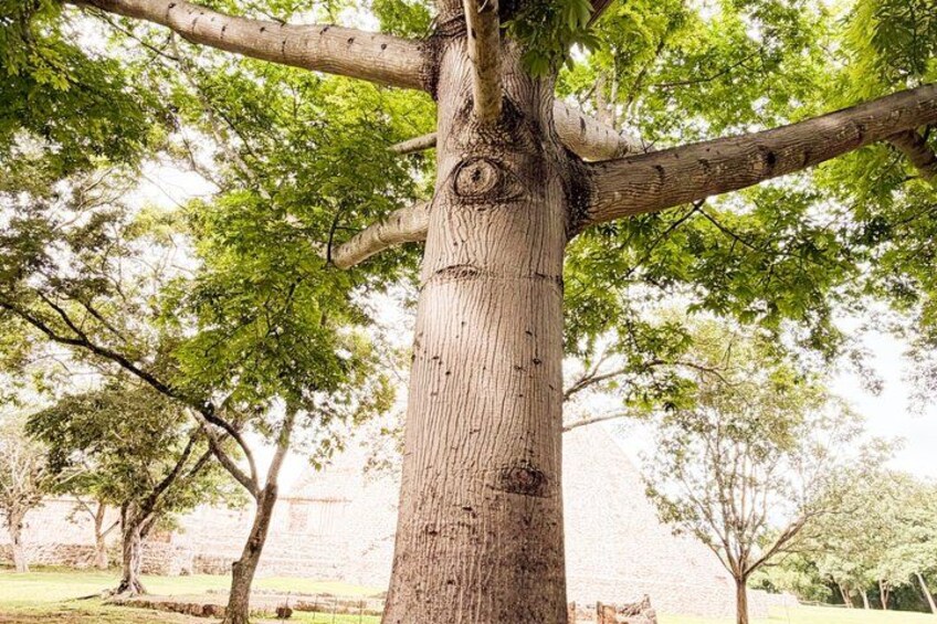 Explore Uxmal, 2 Magic Cenotes and Mayan Gastronomy 2
