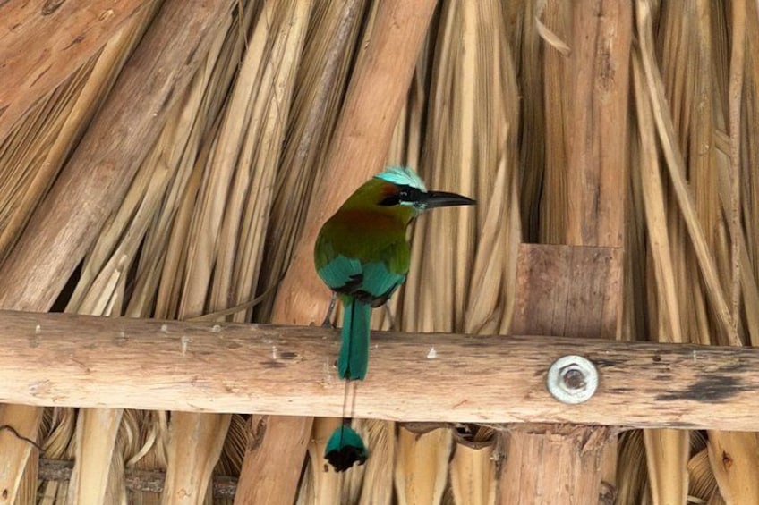 Explore Uxmal, 2 Magic Cenotes and Mayan Gastronomy 3