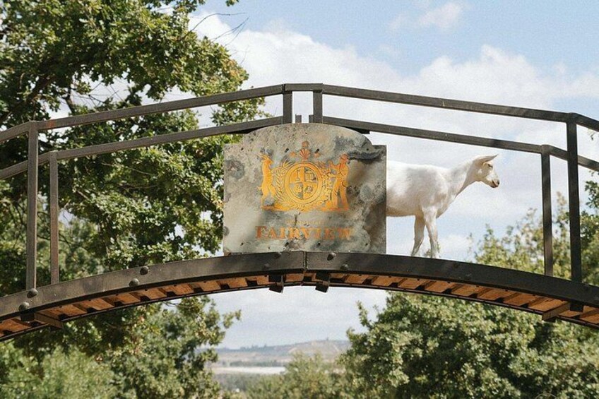 A metal bridge with a sign that reads 'FAIRYDALE' and a white goat standing on it. 3