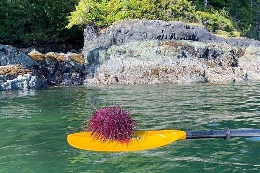 Vancouver Island: 2-Hour Guided Kayak Tour from Telegraph Cove 2