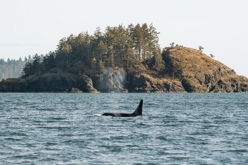 A whale swimming in the ocean with a forested island in the background. 3