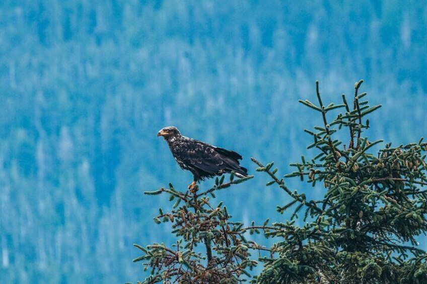 A bird perched on a tree branch with a blue water background. 5