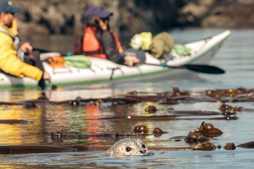 Vancouver Island: 2-Hour Guided Kayak Tour from Telegraph Cove 4