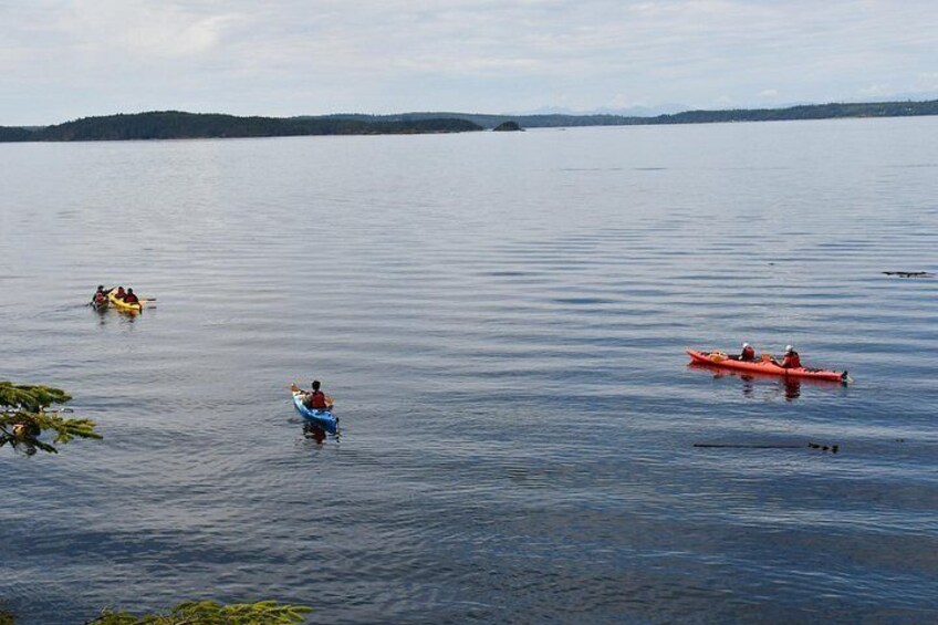 Vancouver Island: 2-Hour Guided Kayak Tour from Telegraph Cove 4
