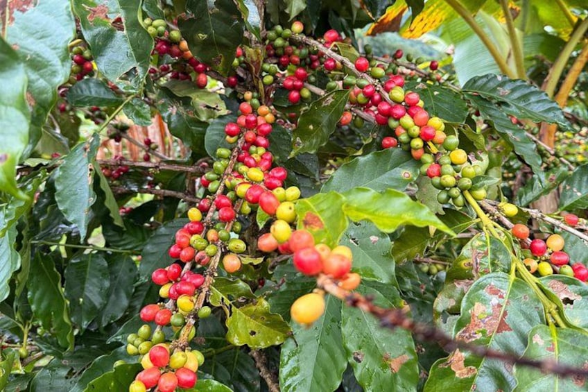 Een koffijtbruinplant met trossen rode, gele en groene kersen. 3