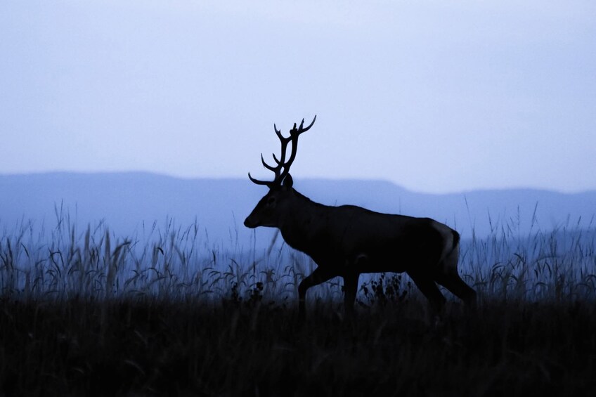 A silhouette of a deer with antlers walking through tall grass. 4
